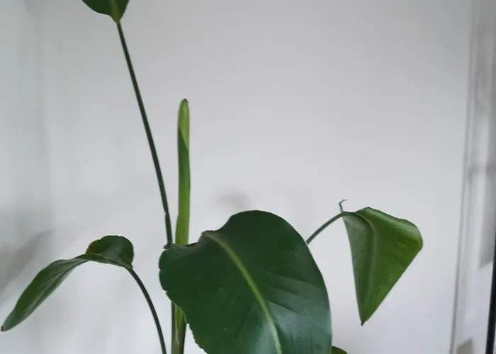 Ferienwohnung Siegen *